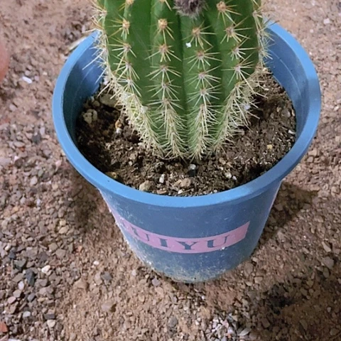 花*米仙人掌橙宝石加强版