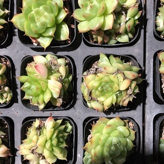 麦秆，2颗装，想到好