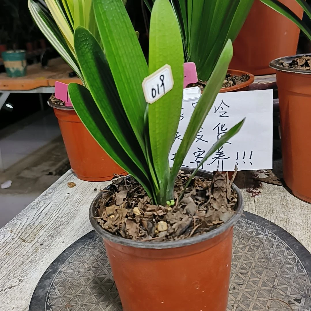 完全开放君子兰寄养019