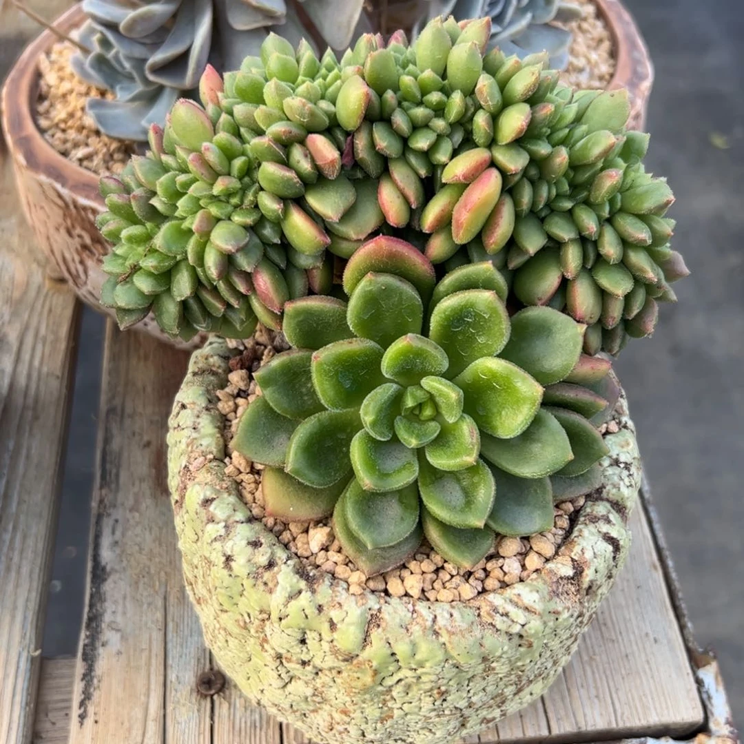 杂交缀48 零零多肉植物