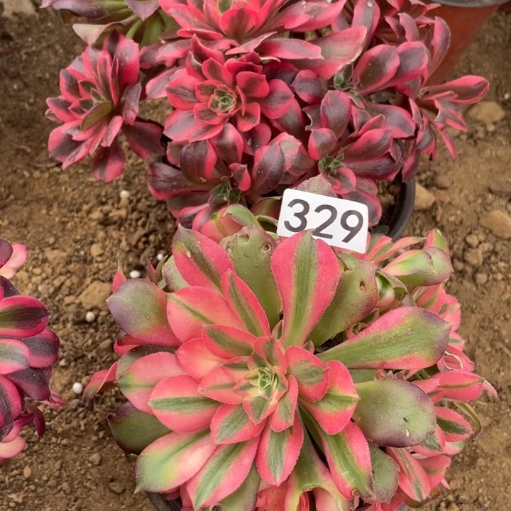 无花朵329组合多肉植物