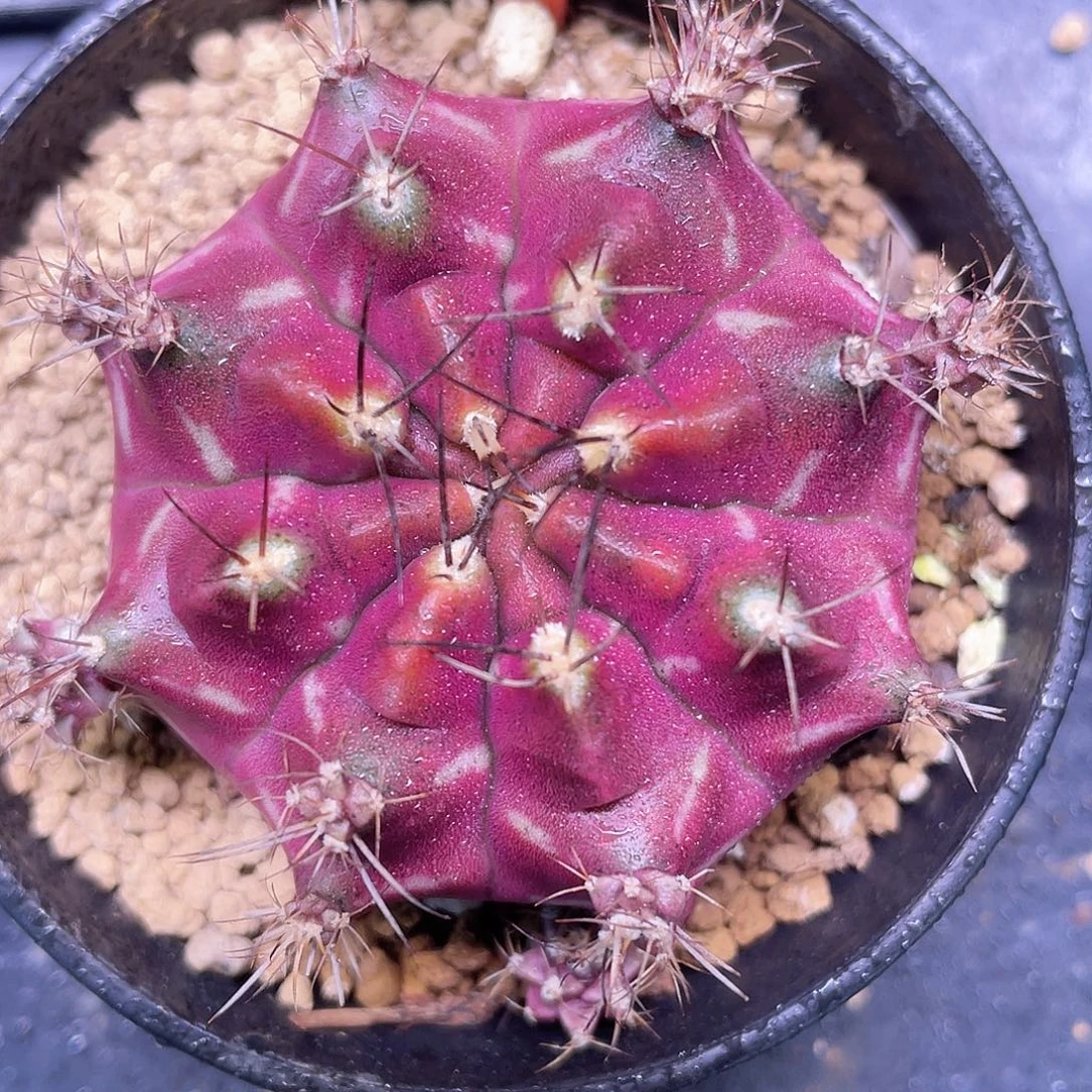 1-16米哈锦皮色球5.3厘米