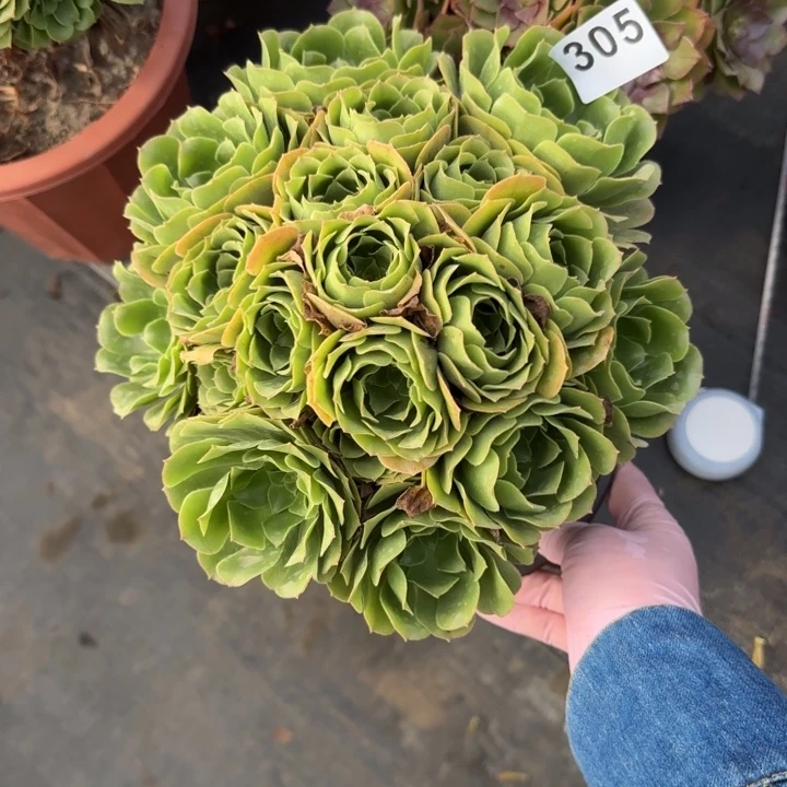 多肉植物绿朵朵305