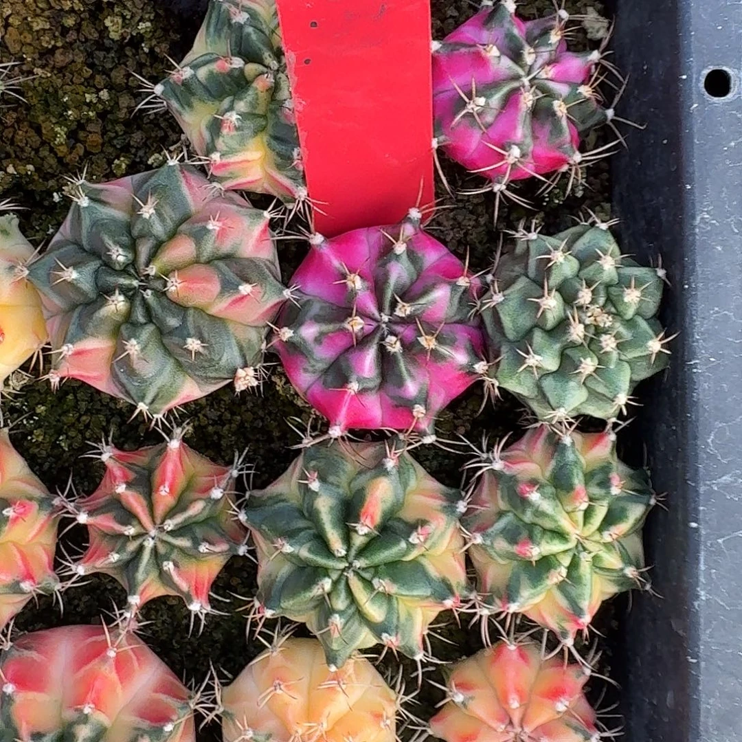 L531-1110广东发货 金刚芭比