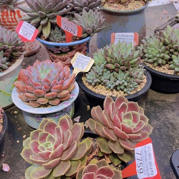 7759哥特玫瑰。