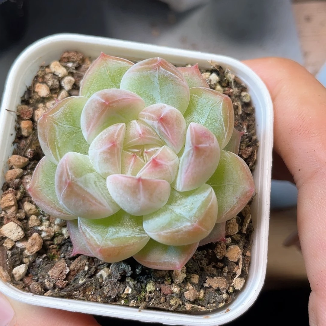 优选钻石珍妮福利491