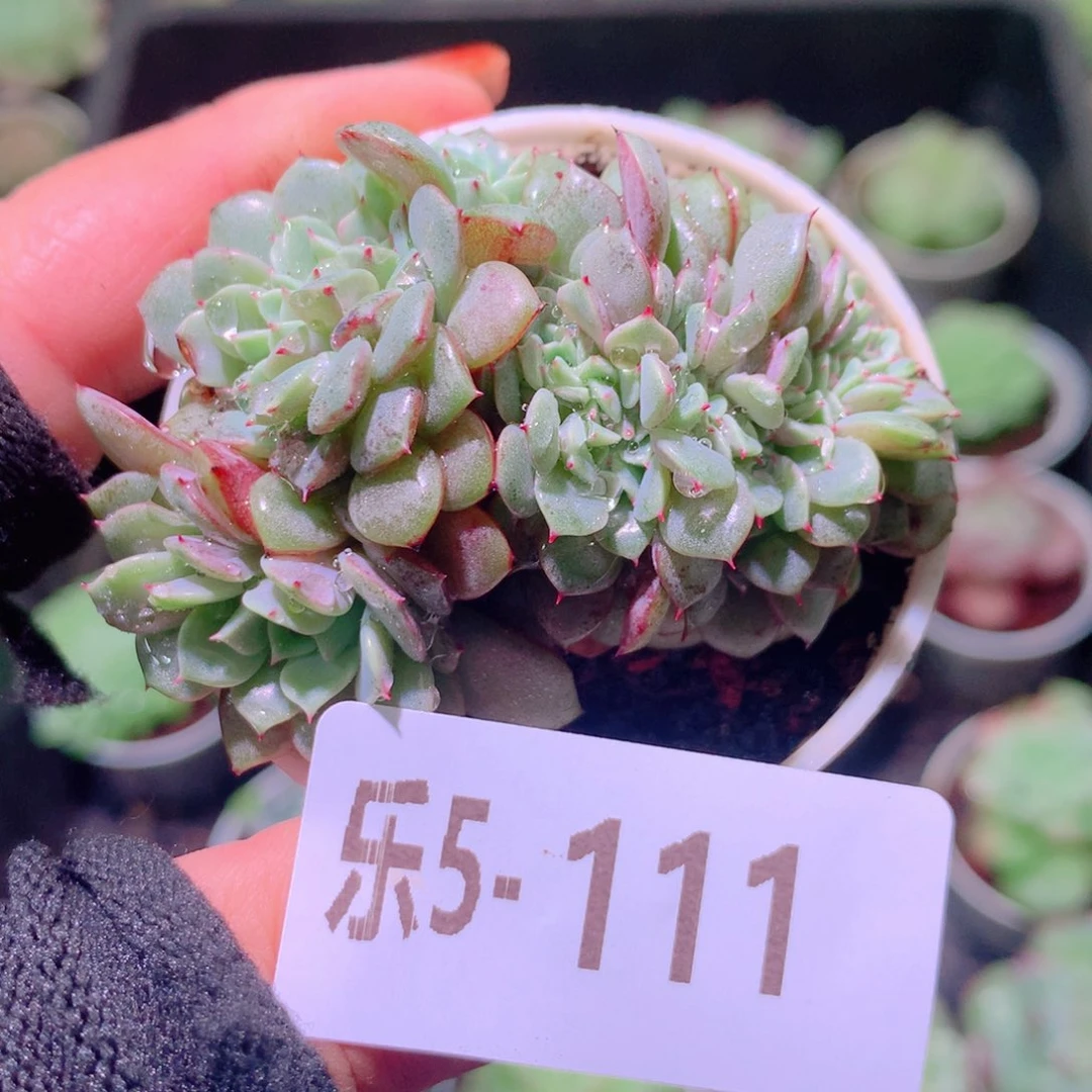 乐然 5-111 纸风车缀化