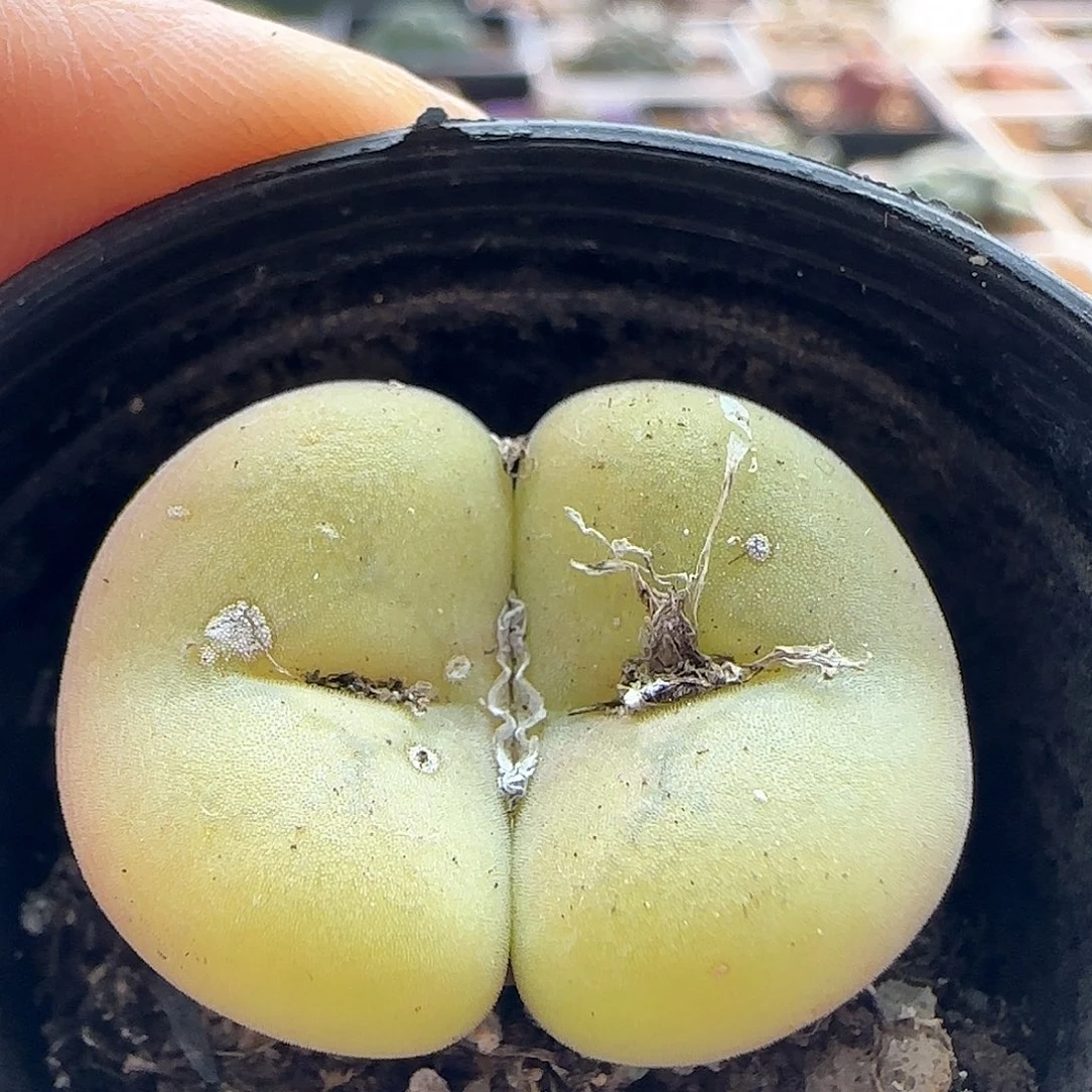 年后脱土发货23470