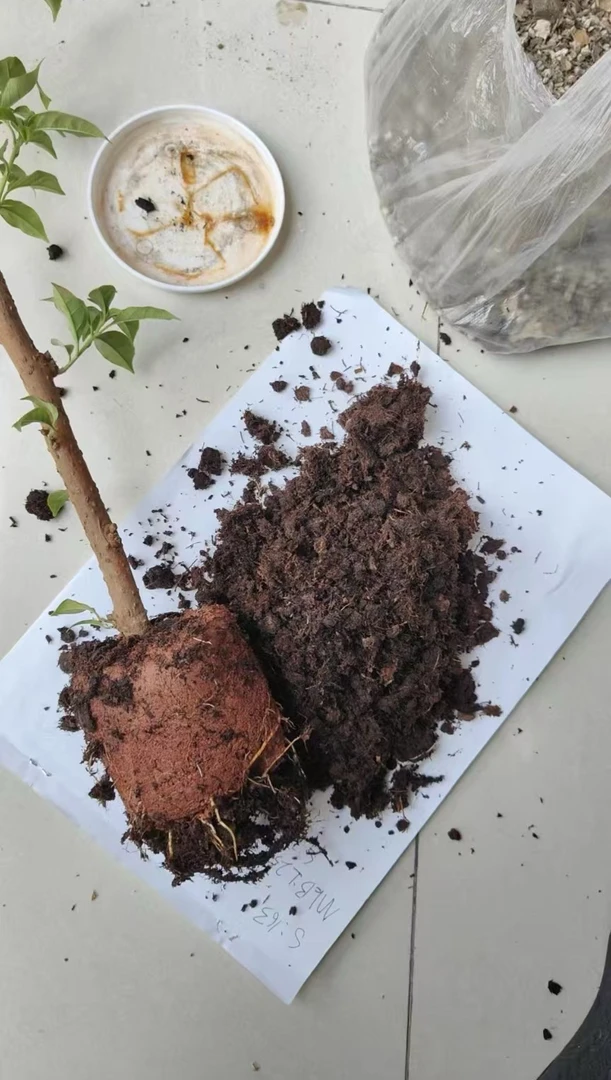 梅花等木本植物专用配置土 5斤