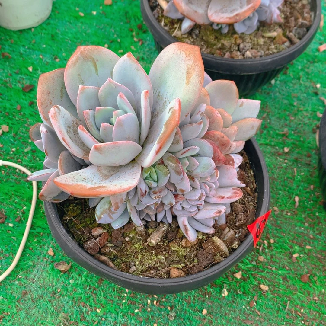 476奶茶111111111111