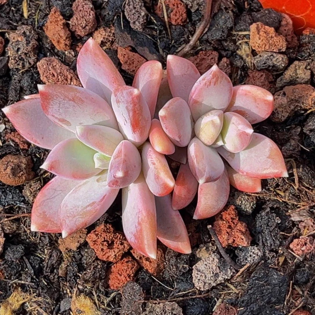 用**梅2403号上午多肉植物群生多肉