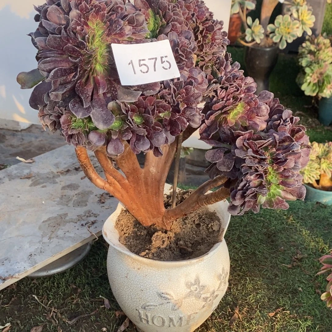 *****1575号欧紫缀化1575号