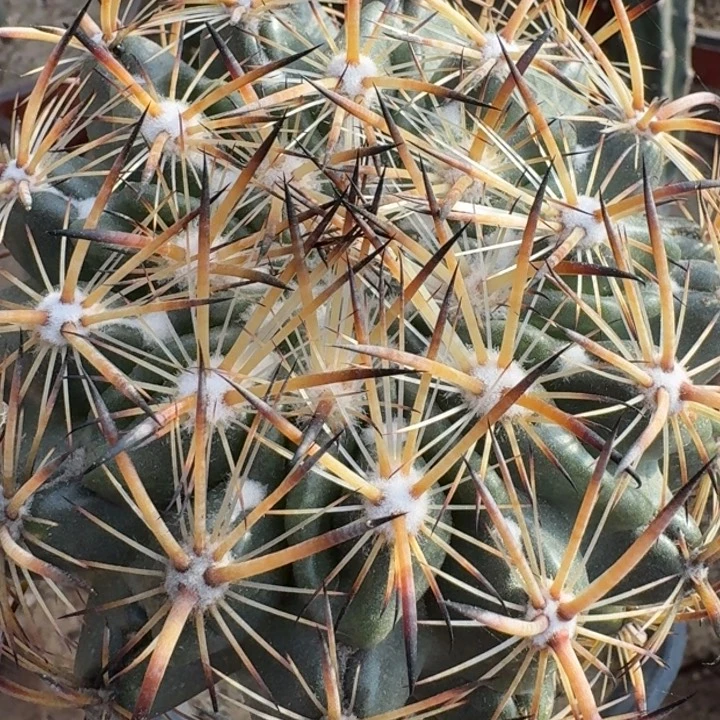 虎爪玉666666666666