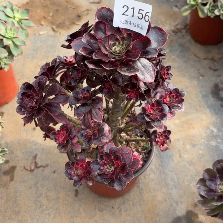 香奈儿多肉处理不包断头多肉2156