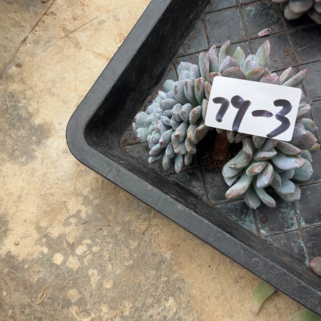 J***花79-3橙子缀多肉植物
