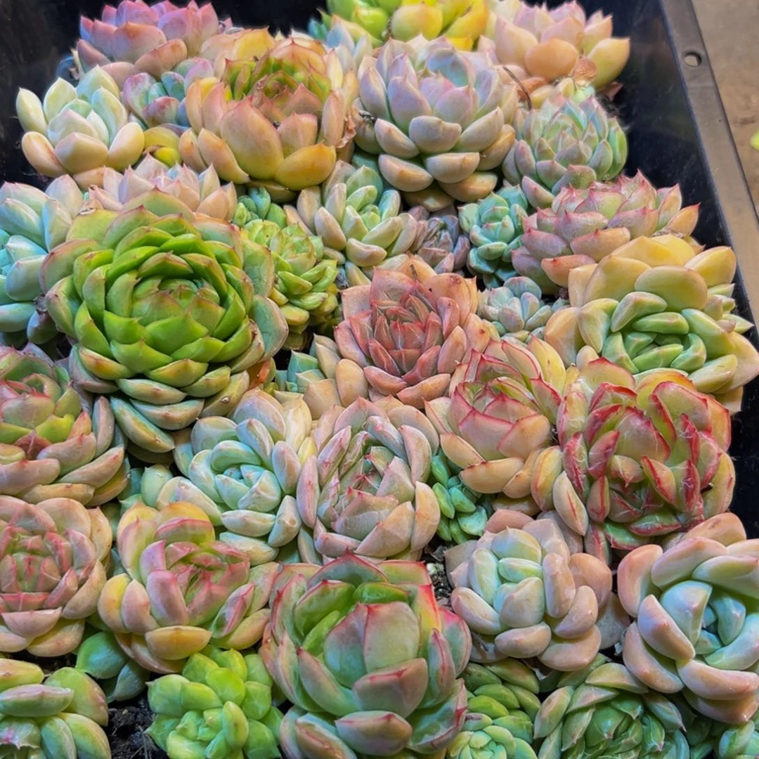 739多肉的我也是很喜欢