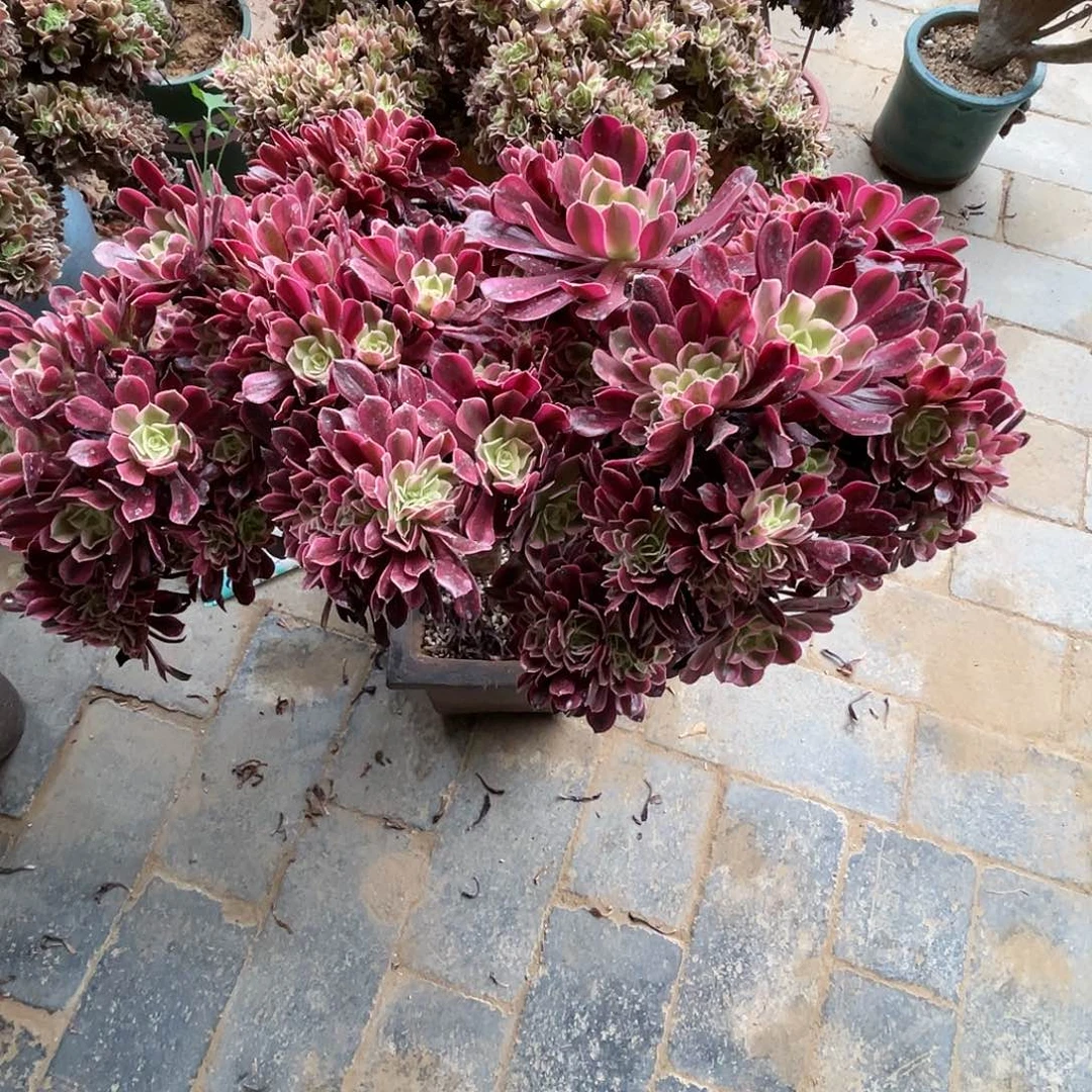 【闪购商品】全部花朵美杜莎