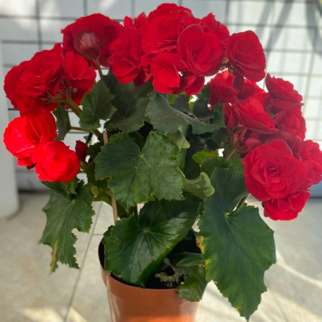 [丽格海棠]四季花卉重瓣带花带花苞原盆原土