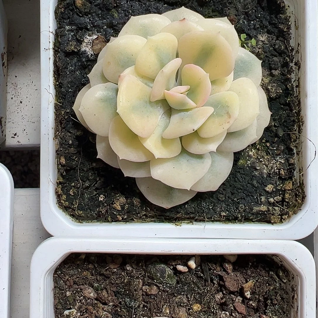 满38包邮血精灵锦