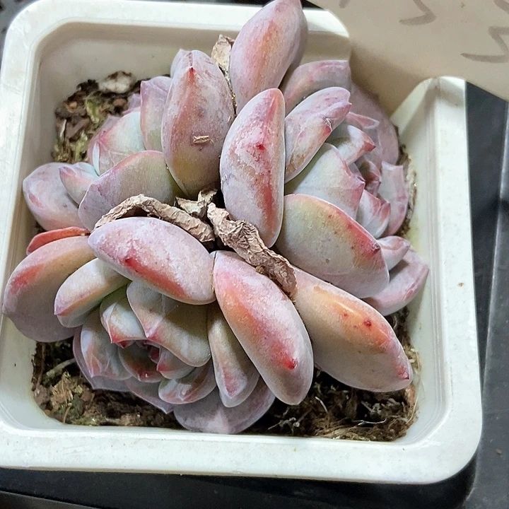 多肉植物星影953