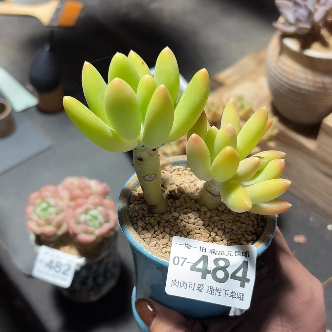 金蝉多肉无盆土发货