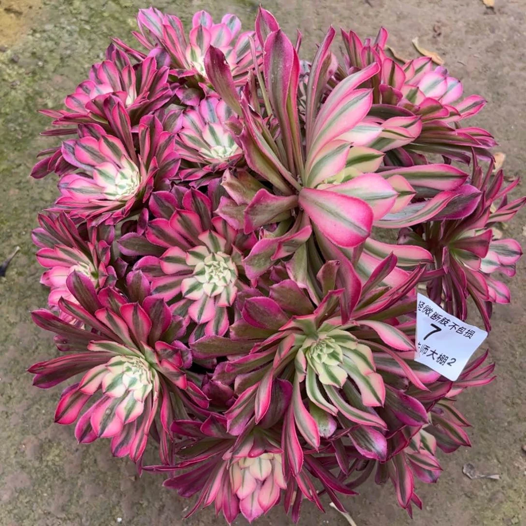 7红铜壶超白多肉植物法师