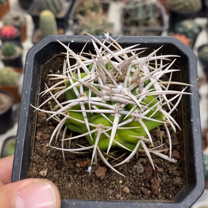 实生精品碧岩玉特价