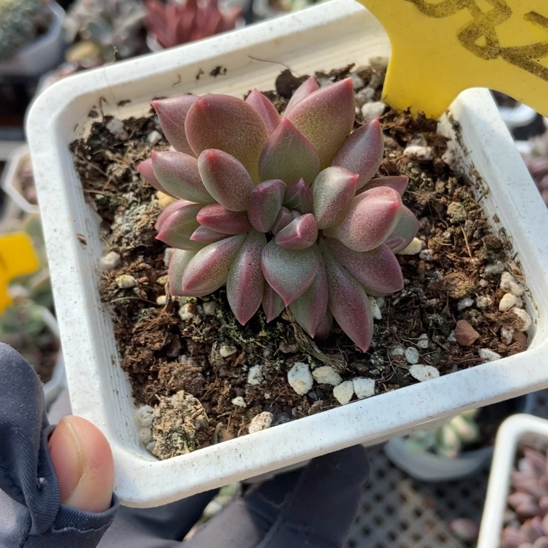 2082迷雾泡泡多肉植物