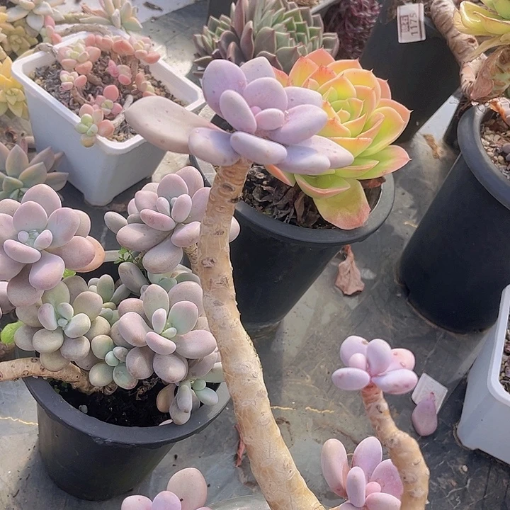 桃精灵1842多肉植物