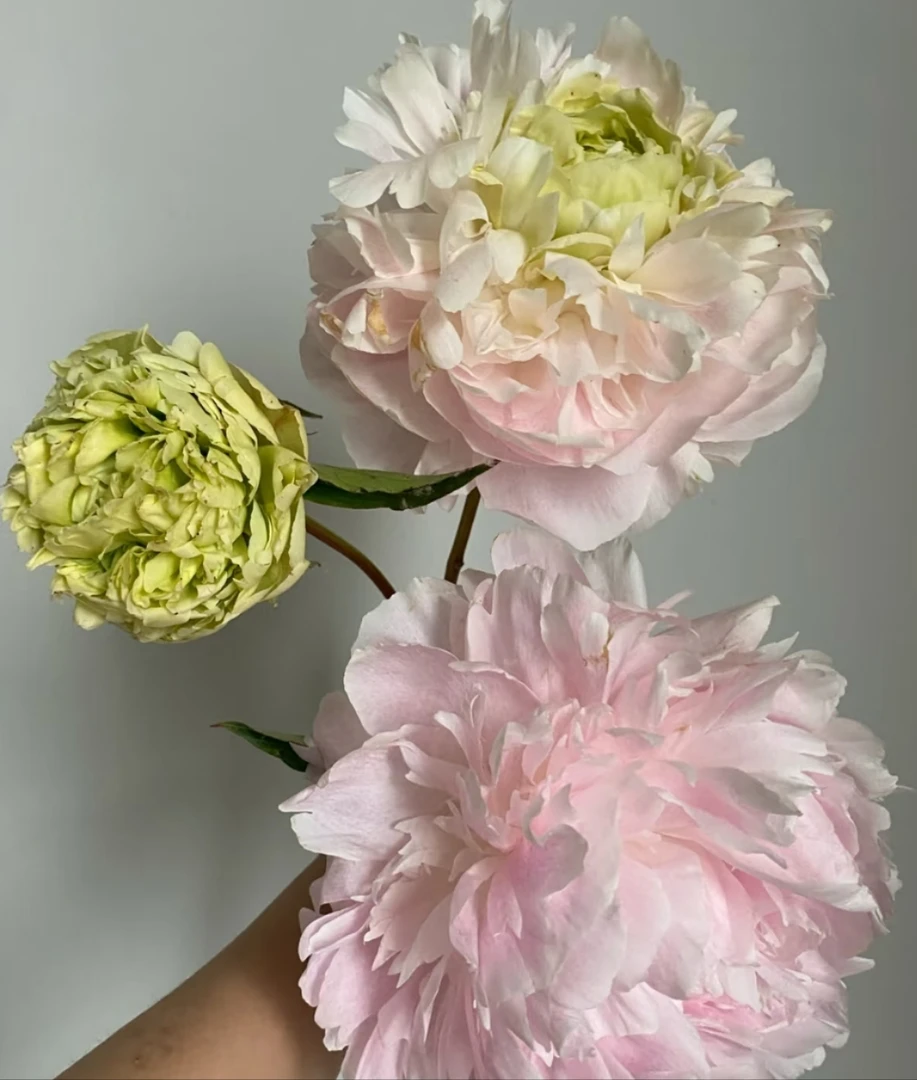 现货花头4.0cm（碧玉之心）芍药鲜切花菏泽基地直发 母亲节鲜花