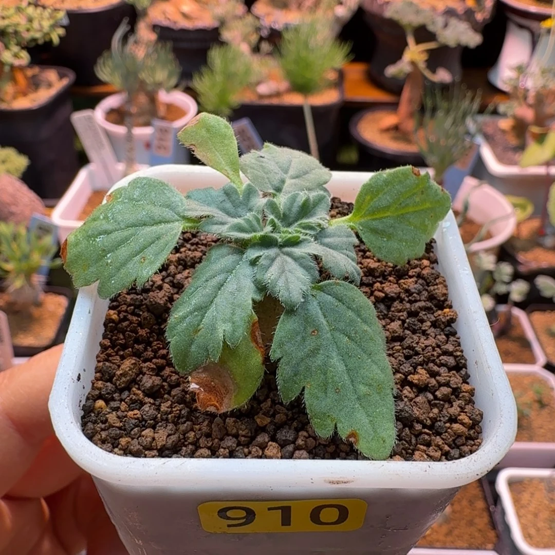 文纳森洋葵910 仙人掌