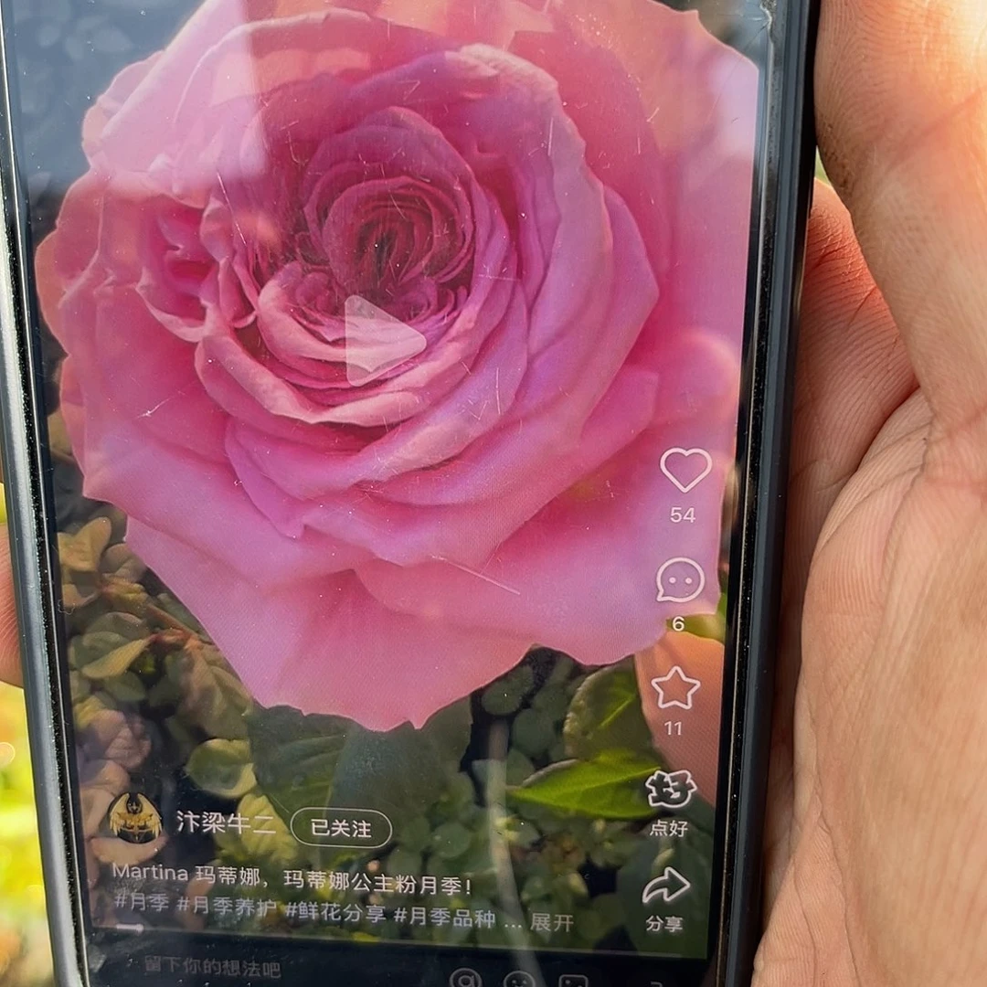 无花朵———玛蒂娜 福利