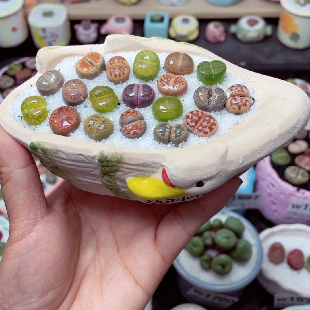 w1711 带盆土发货-零下地区拍保温箱