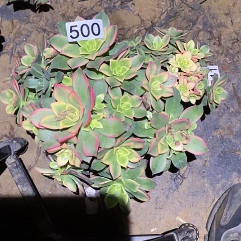 多肉植物法师500艳日辉