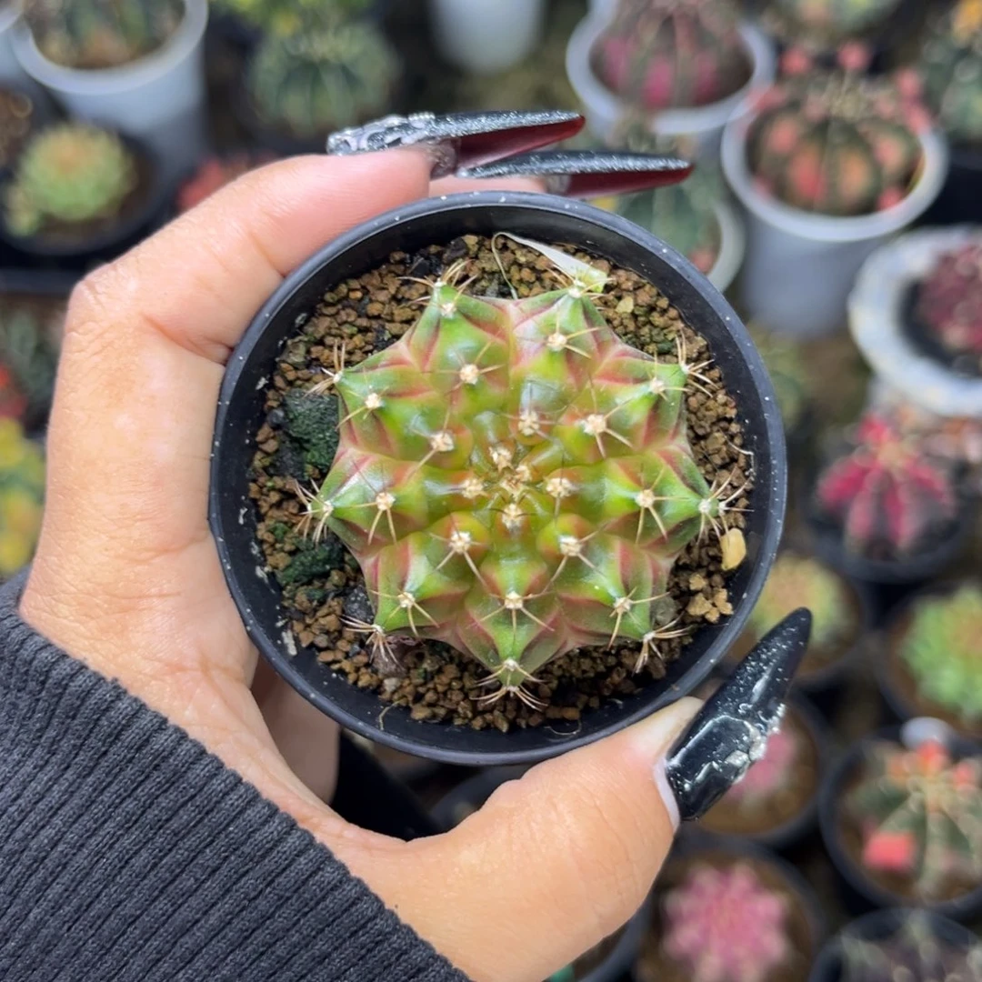泰系轮回 带盆土发货