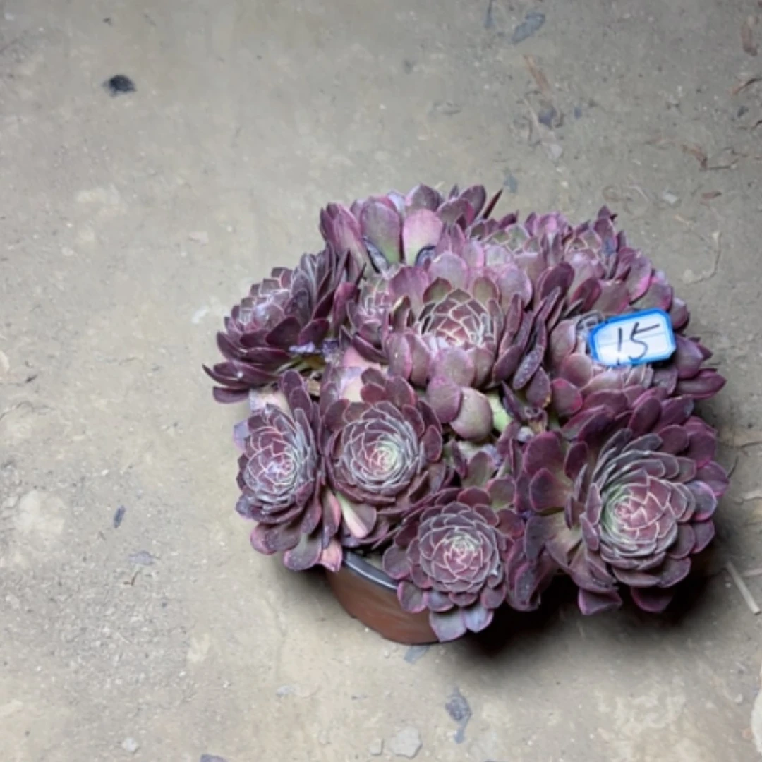 【闪购商品】丫****单多肉植物半夏15