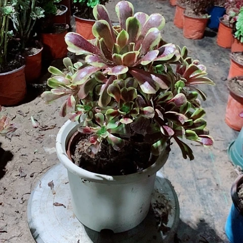 欧嘉莉多肉植物法师36号