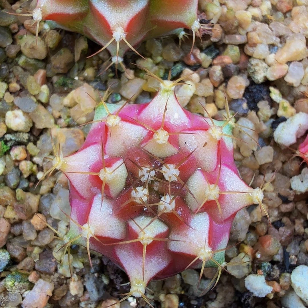 当前无花朵，栽培后可花朵