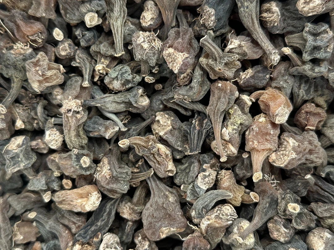 云南优选好物【小陈】秋华独蒜兰