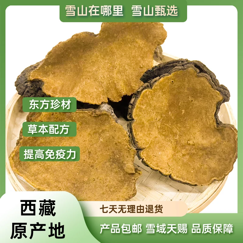 【雪山甄选 】西藏野生桑黄菌可煮水饮用味道清香