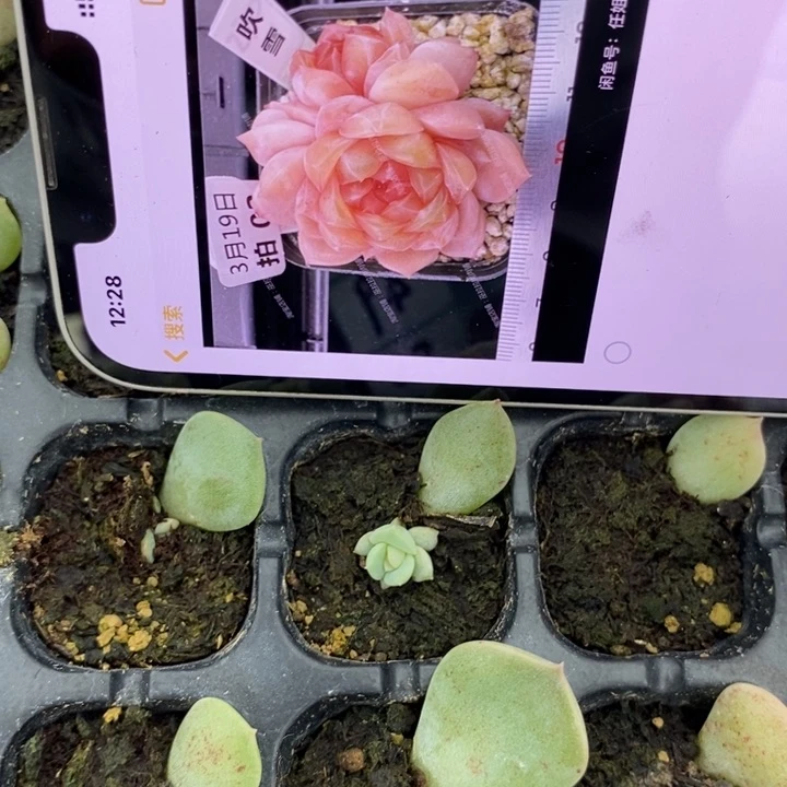 穴盘吹雪芽苗一个多肉