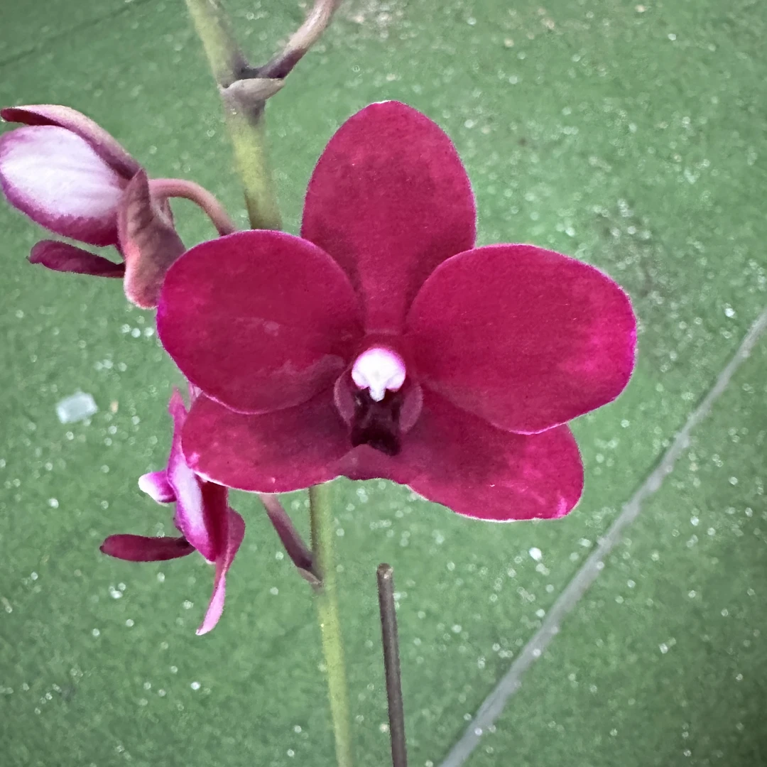 【胭脂3.0寸】蝴蝶兰鲜花盆栽