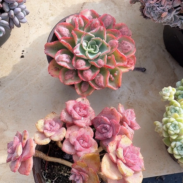 小***⁹雨滴彩虹糖组合多肉