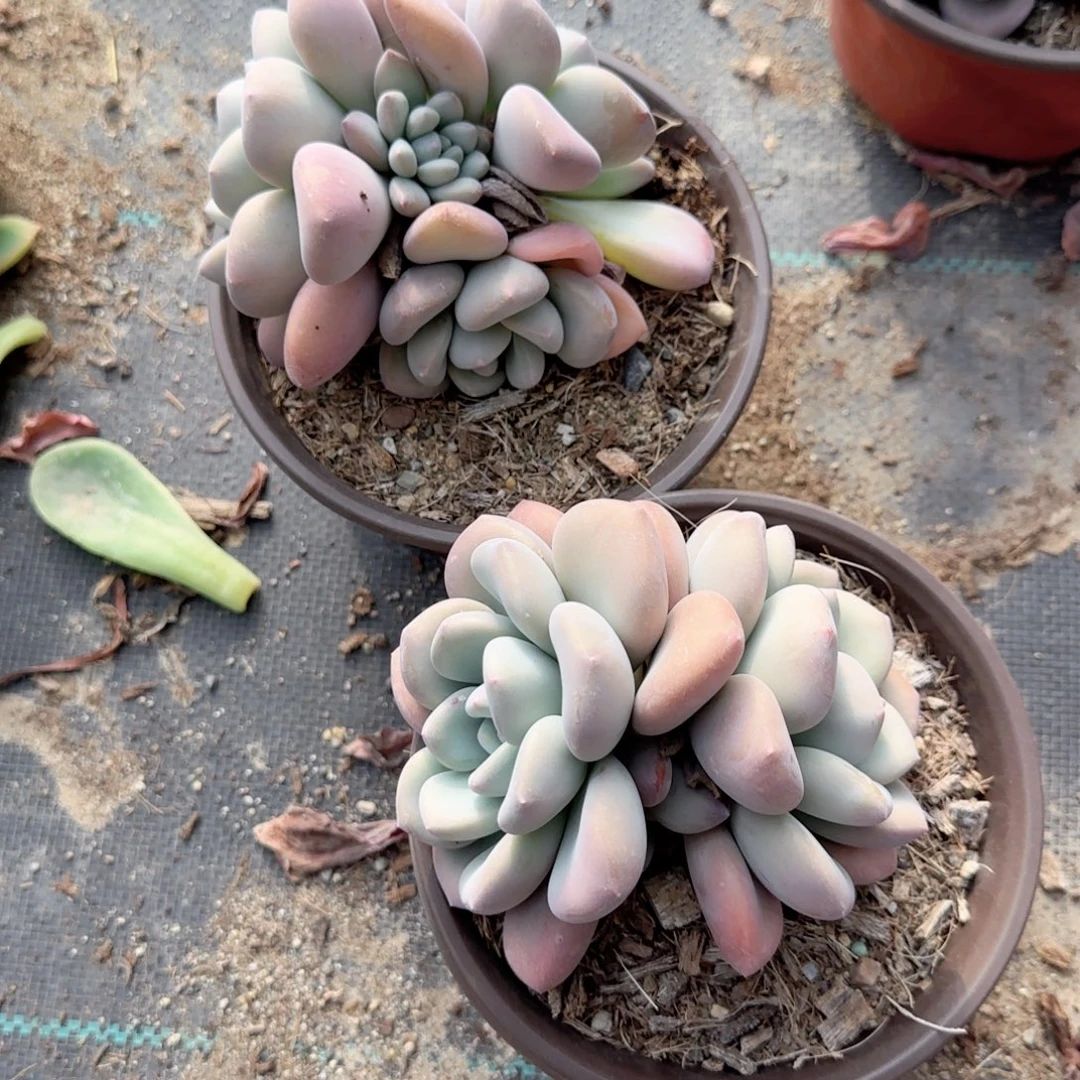 无花朵奥普精控群