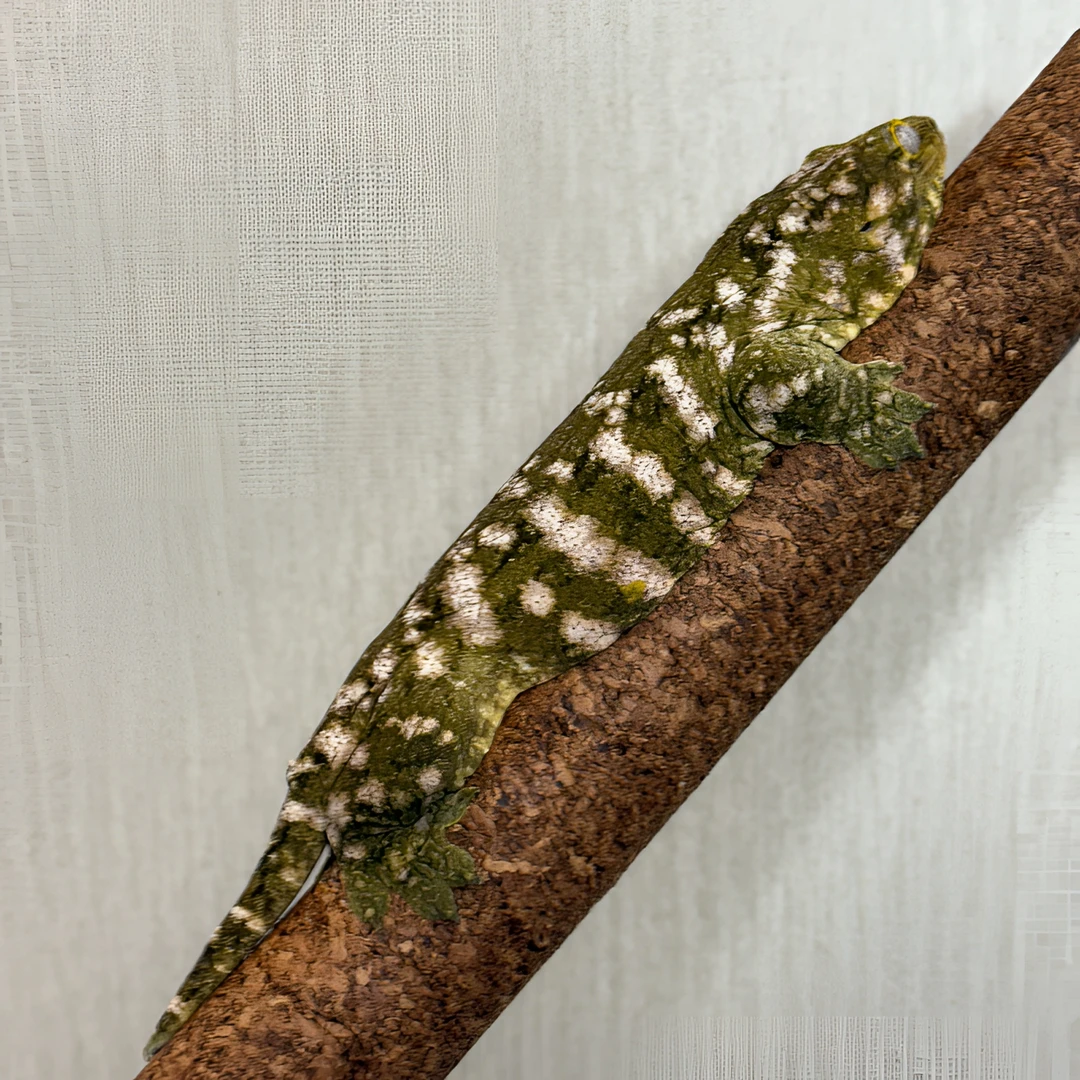 【宫喜发财爬宠】巨人守宫懒人萌宠