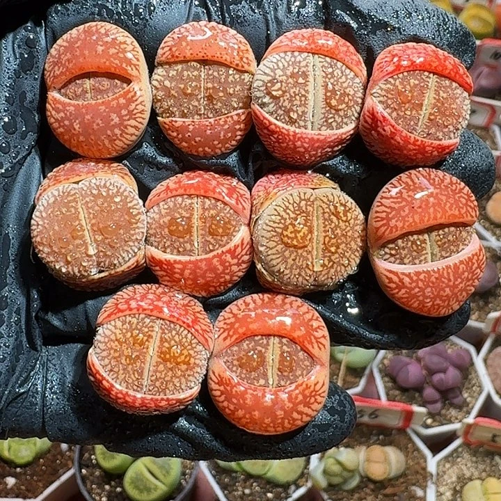 生石花233:/。 78