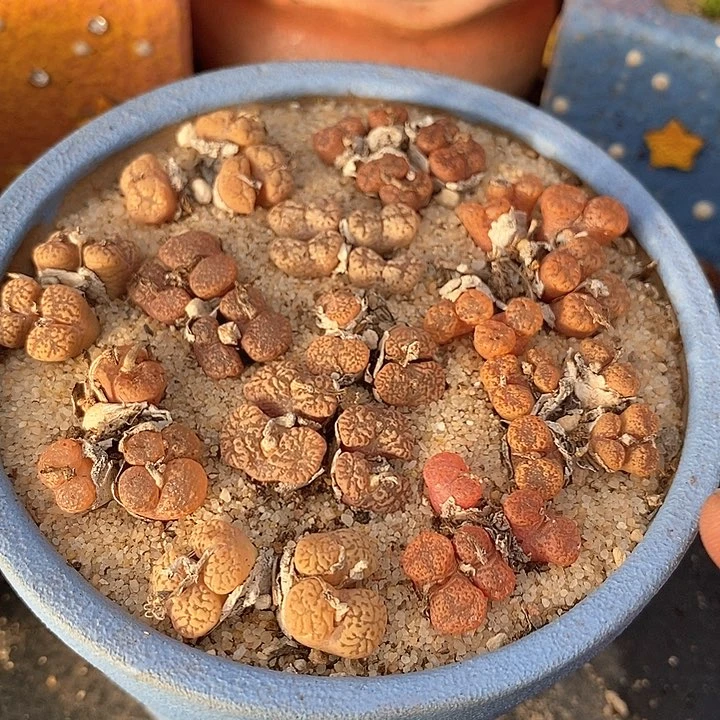 群生编号勋章一颗