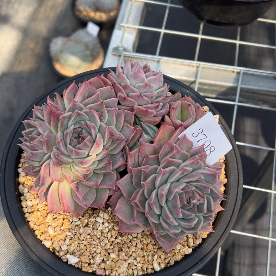 刚****坑3798多肉多多多多多