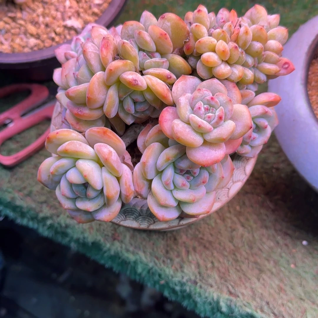 星影缀化无砍多肉