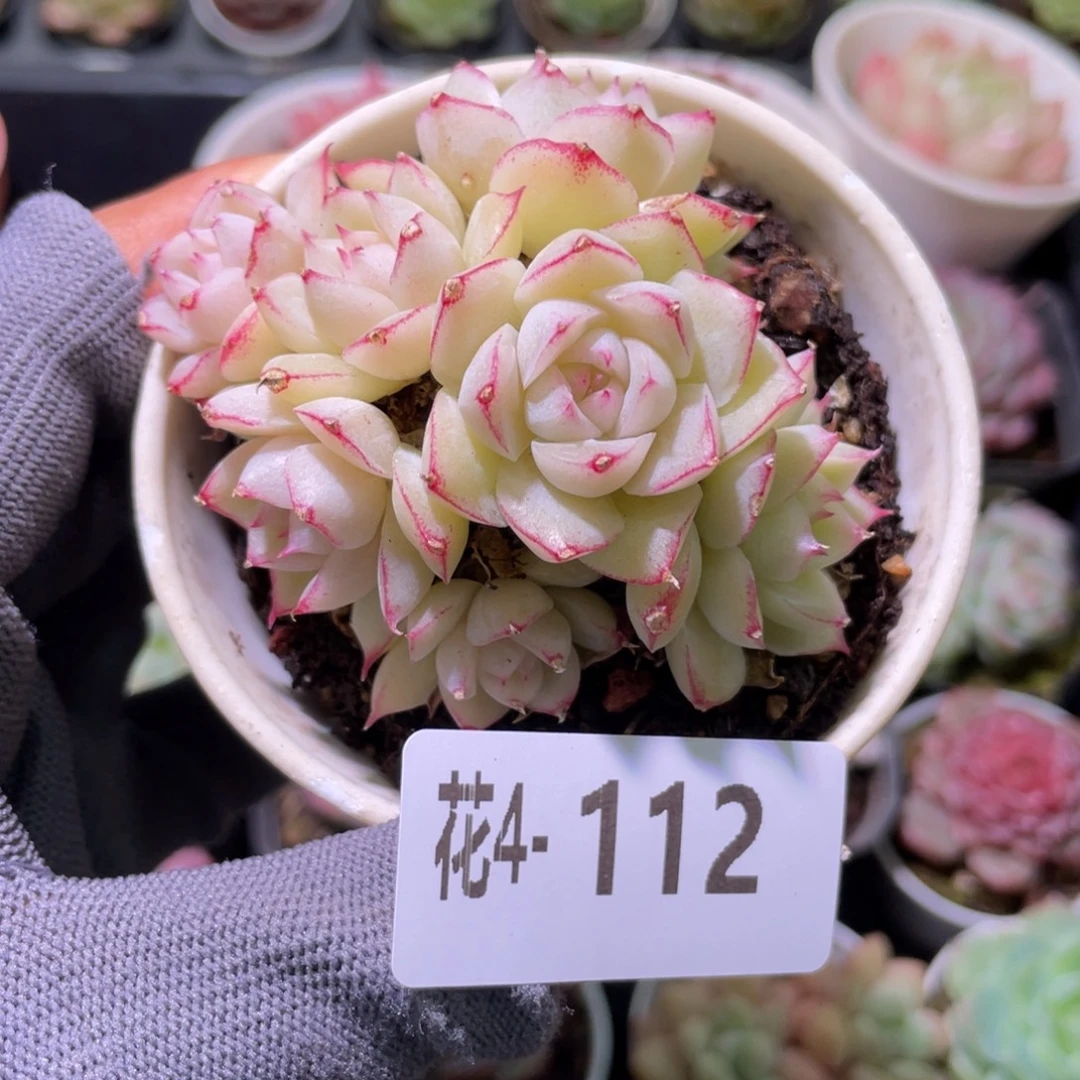 花利美 4-112女王